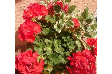 Slovacia Chata Liptovská Kokava, Exteriorul